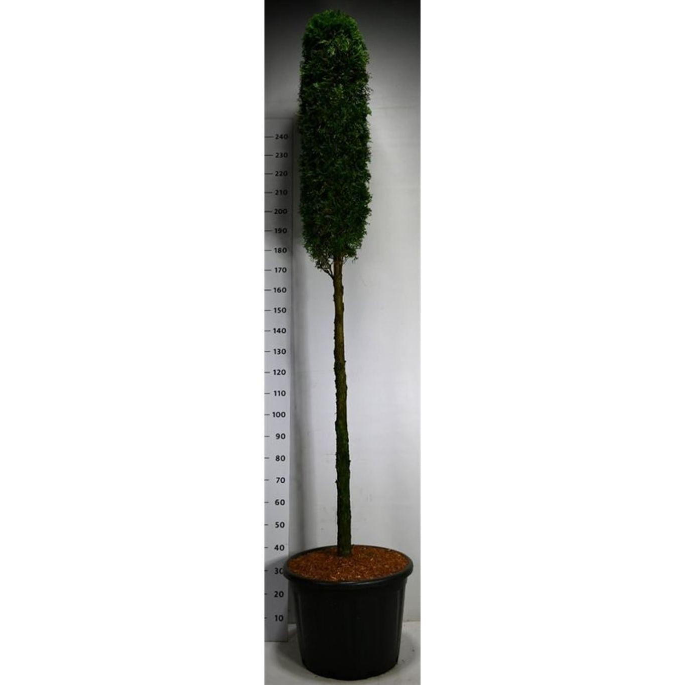 Thuja – Thuja occidentalis 'Smaragd' - C65 120 cm. Stam lollipop